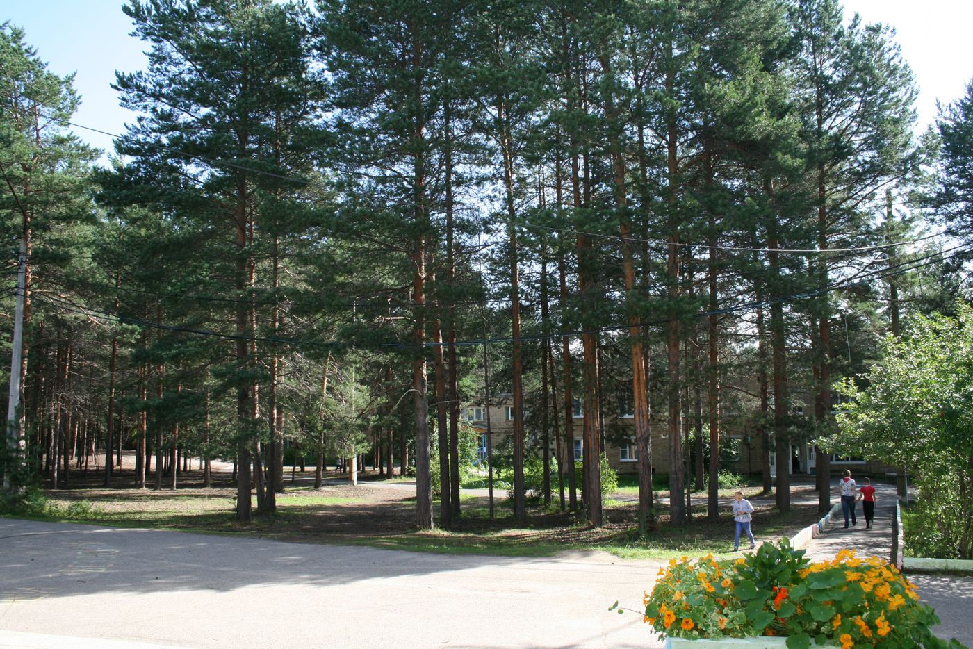 Сосны и клумба у корпуса